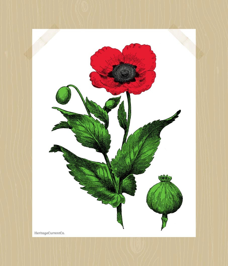 Poppy Print Floral Botanical Print Flower Printable 8 x 10 Oriental Poppy Flower Print Scarlet Red Leaf Green Kelly Green Home Decor - HeritageCurrentCo Poppy Print Floral Botanical Print Flower Printable 8 x 10 Oriental Poppy Flower Print Scarlet Red Leaf Green Kelly Green Home Decor - HeritageCurrentCo