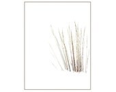 Ornamental Grasses In The Snow Drifts,  Soft Snowstorm,  Nature, Maine, Winter, Woodland, Modern, Graphic Minimalist, FREE SHIPPING USA