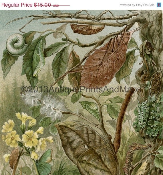 insect coloring pages camo - photo #28