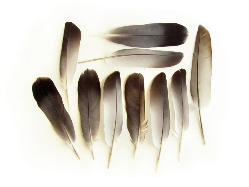 Feral Pigeon Feathers.  Columba livia flight feathers. - ShopLarkAbout