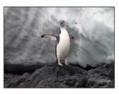 Antarctica Series - Set of 6 Cards - FREE Shipping - NicheNotecards