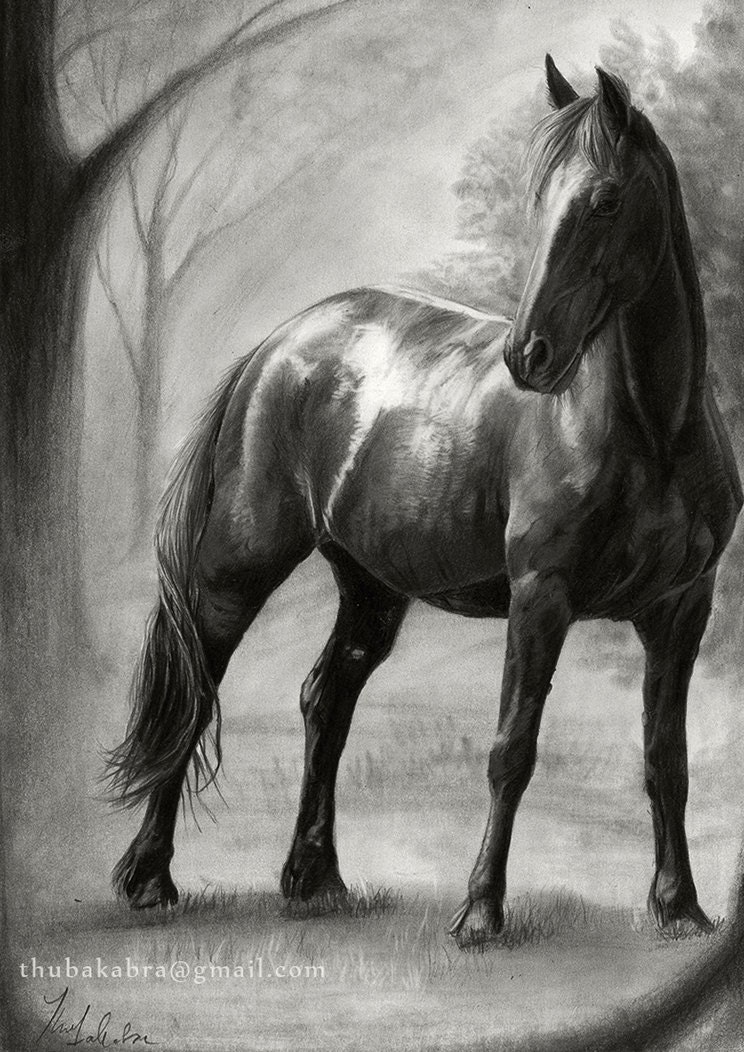 Horse art PRINT horce pencil drawing GICLEE by DrawingIllustration