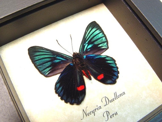 Shadowbox  Framed Necyria Duellona Real Metallic Red Spotted Butterfly 712v