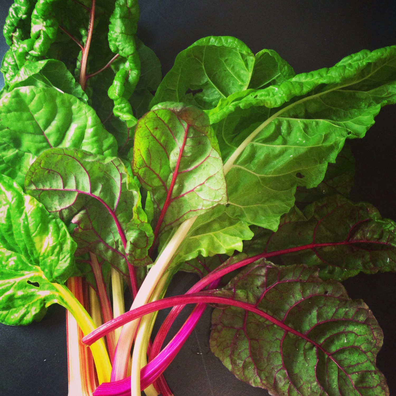 Organic Rainbow Five Color Silverbeet Chard Seeds