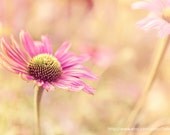 Summer Flower Garden -ConeFlower Pink Nature -Photograph - Home Decor  Fine Art Print -8x10 -16x24 -20x30 - DebiBishop