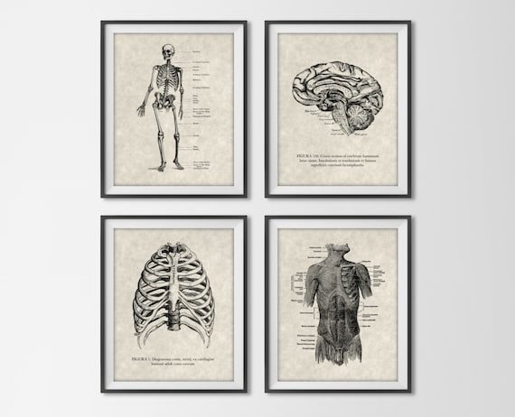 Vintage Anatomy Quad Set Of Art Prints Antique By Bysamantha