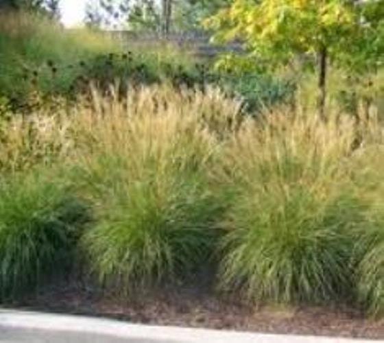 Adagio Dwarf Maiden Grass Perennial Plants -- Low Shipping 