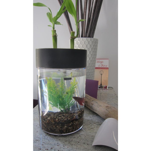 Indoor Herb Garden Betta Fish Tank Aquaponics