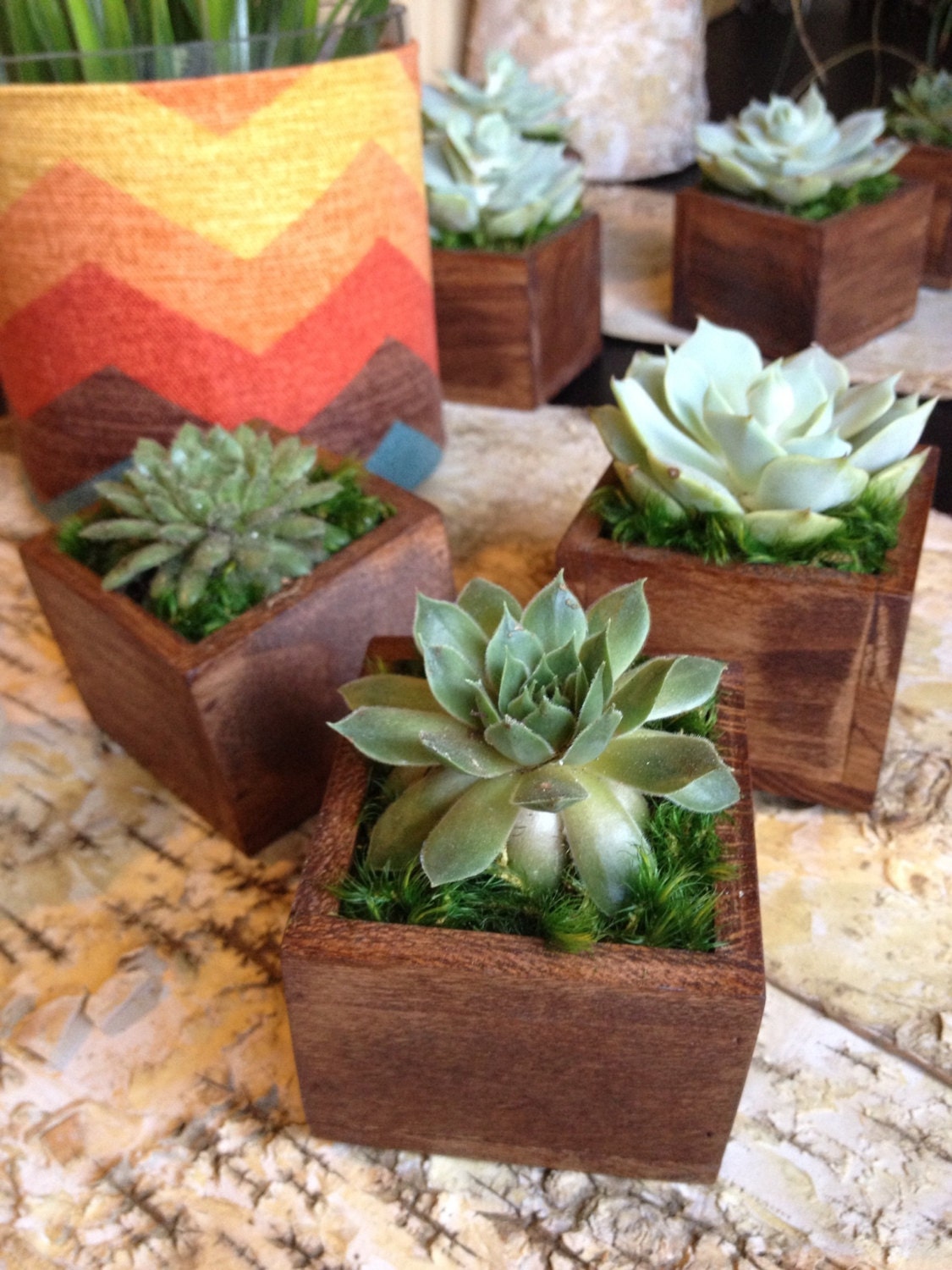 Succulent in tiny wood planter. Great gift idea or keeper plant/succulent for your Home decor. - FlowersontheFly