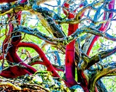Tree Photography, Landscape Photograph, Surreal Print, Red Nature Print, Red Green Fine Art, Photo Wall Art 8 x 10 by Paula DiLeo - EyeSeePhoto