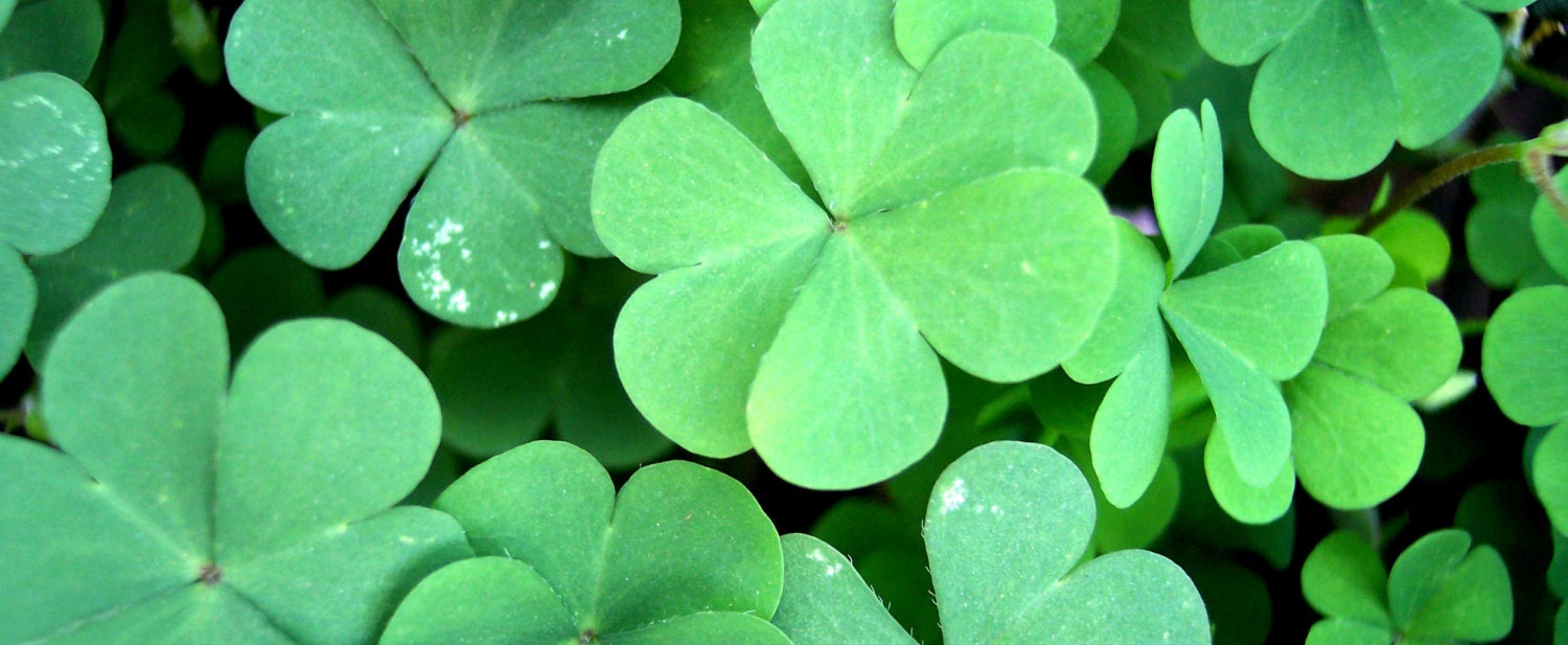 Lucky 4-Leaf Clover Kit -- Grow a 4-Leafed-Clover Shamrock Garden in Your Backyard or Terrarium - St. Patrick's Green Clover Lucky Seed DIY - jpants4sale