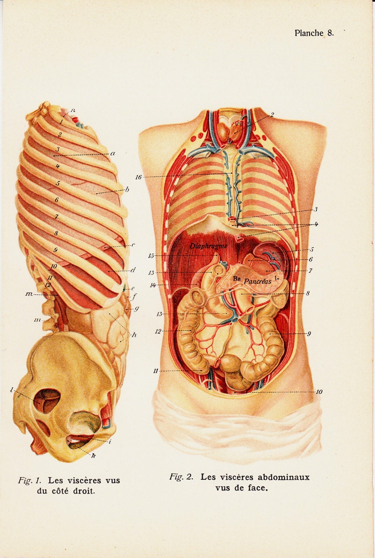 Stomach Ribs Lungs Picture Rib Cage Lungs Heart Illustrations