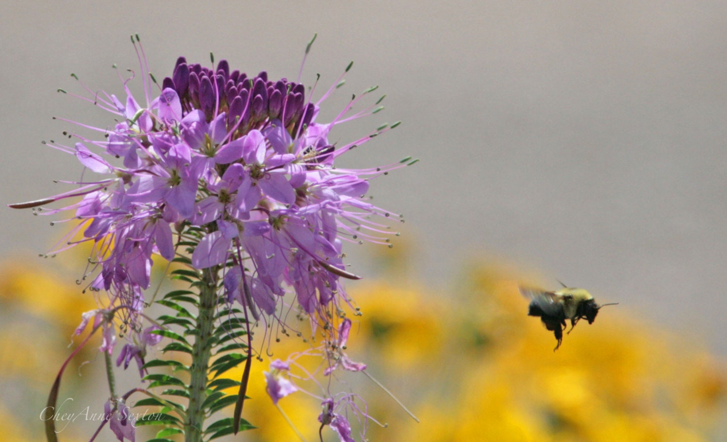 Wildflowers New Mexico style w big bumblebee by