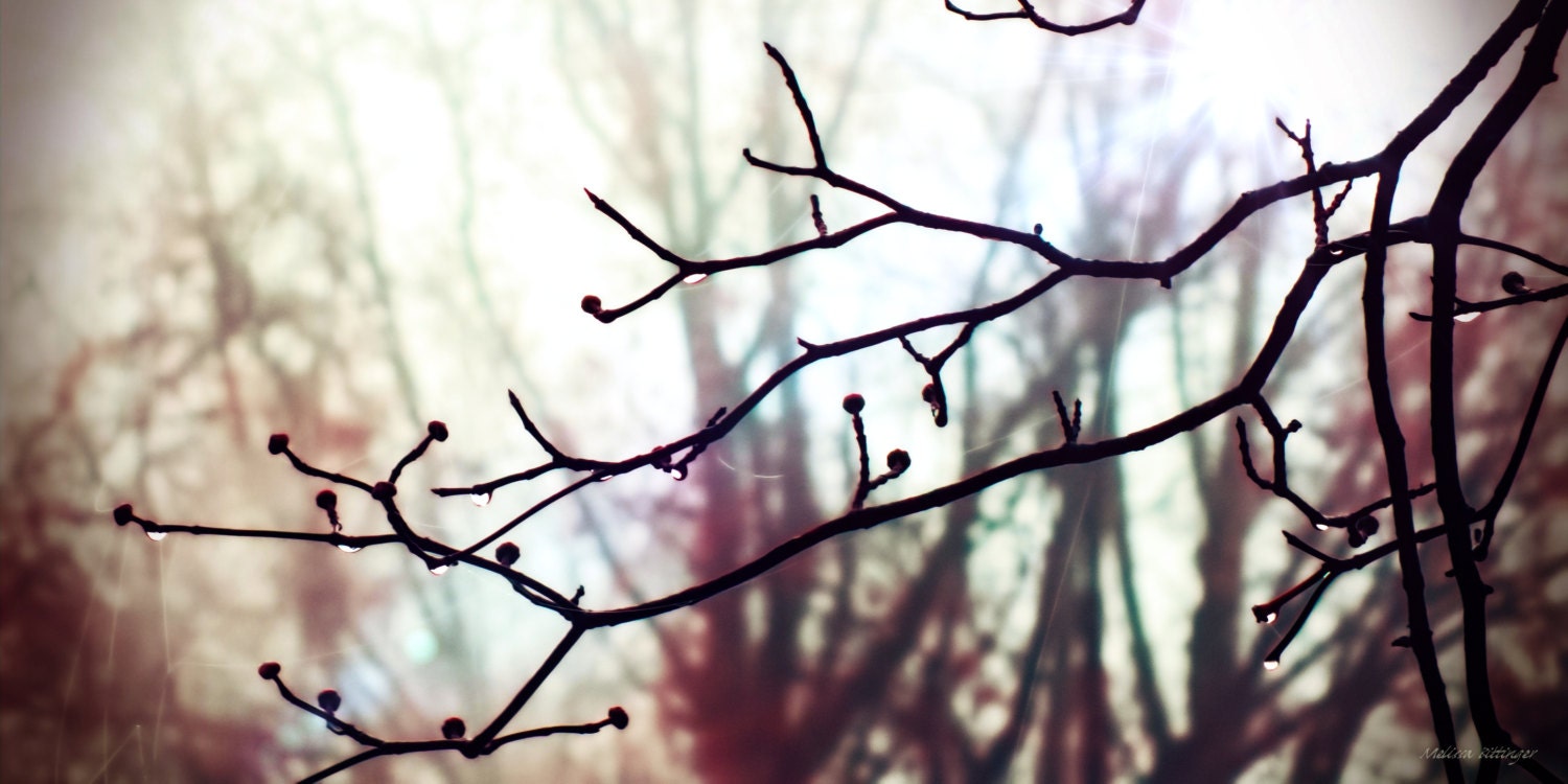 Raindrops Branches Twig Tree Morning Fog by