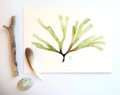 Green Seaweed watercolor painting  - Dictyota dichotoma Algae - Giclee print - Fine art archival reproduction 6" x 8" - SandraOvono