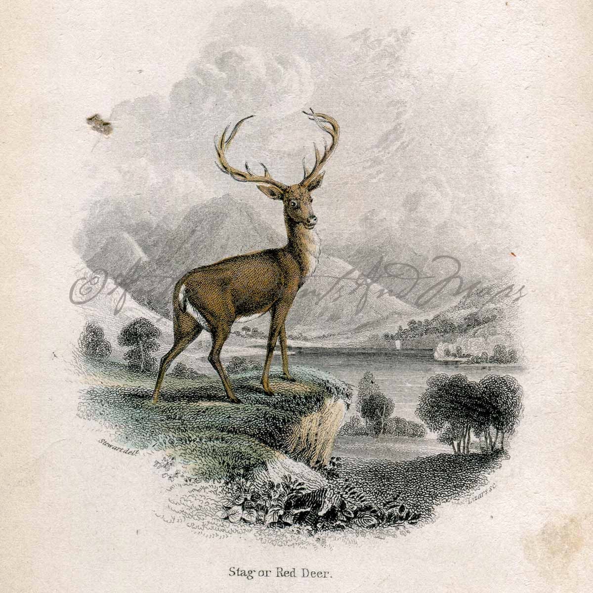 Antique Print Red Deer Stag Hunting Season by AntiquePrintsAndMaps