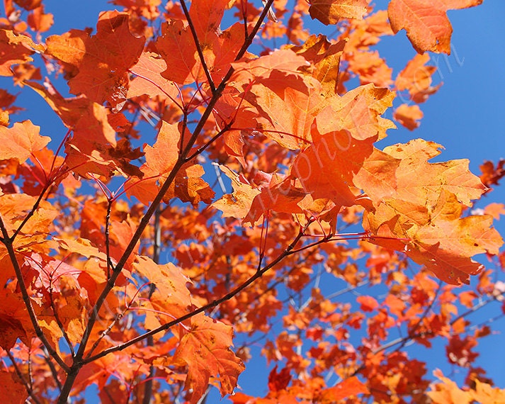 Orange Autumn Leaves Against a Bright Blue Sky Photo Art Print 8x10 - EmAnnePhoto