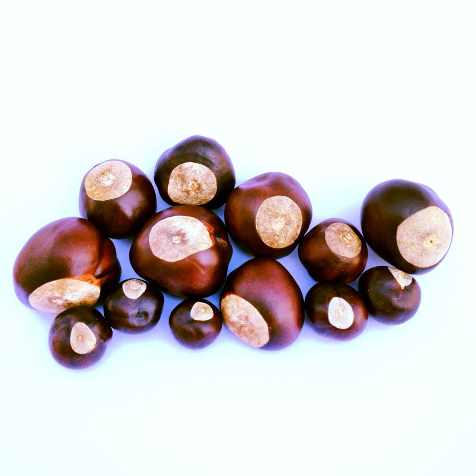 Buckeye Nut Grown in Ohio good luck OSU The by foxdesignsjewelry