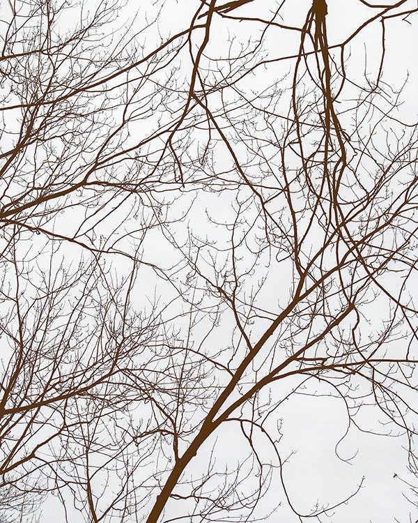 Brown Winter Branches Photo Print / Neutral Minimal Nature Photography  - 8x10