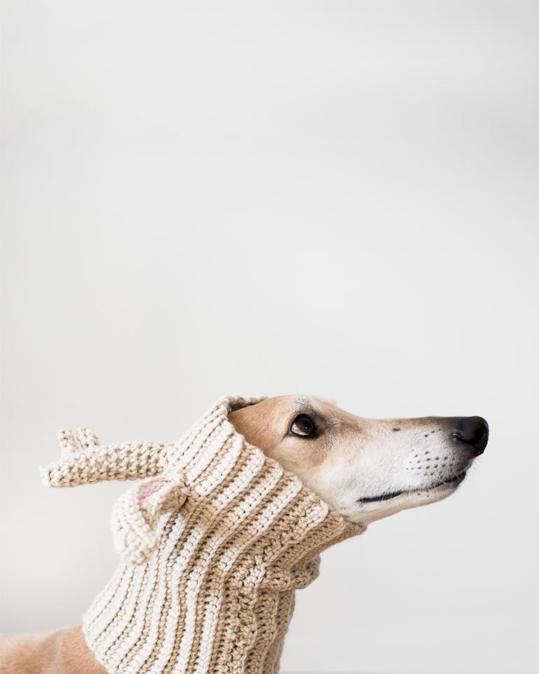20% OFF â�� Greyhound Temptation, Dog Photo Print, Wall Art - AmyRothPhoto