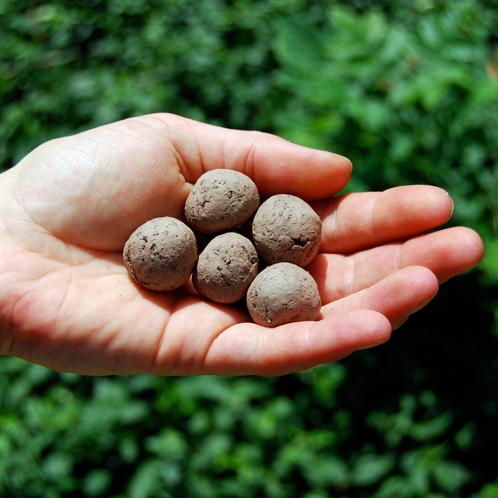 SALE Bulk West Coast Wildflower Seed Bombs for by visualingual
