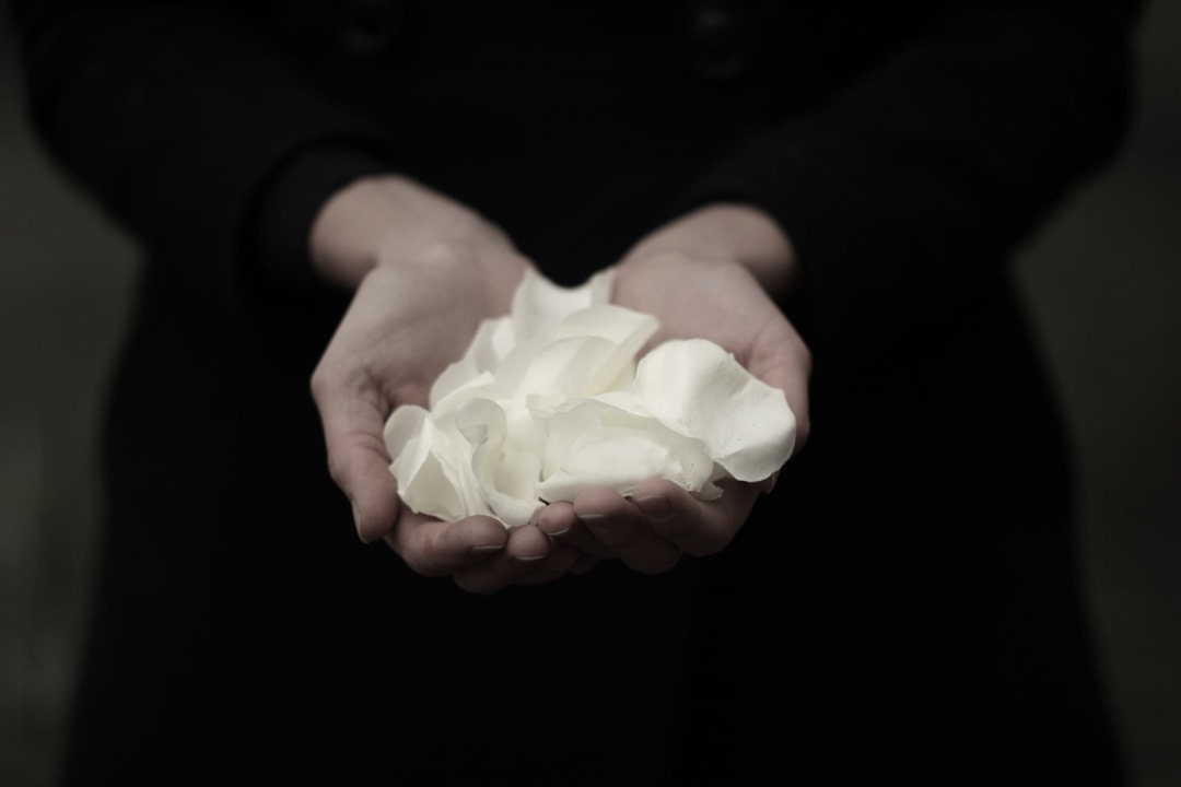 Black and White Photography White Rose Petals - lucysnowephotography