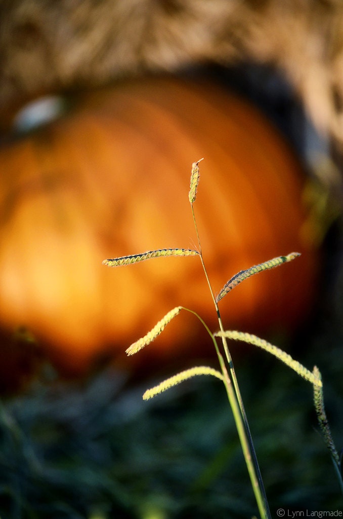 Nature Photography - autumn photography, orange pumpkin with grass in autumn - autumn art - pumpkin wall print, pumpkin photo,"Harvest" - LynnLangmade