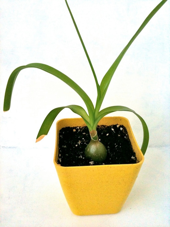 Pregnant Onion seedling succulent house plant by PlantBabies