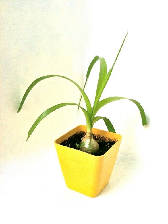 Pregnant Onion seedling succulent house plant by PlantBabies