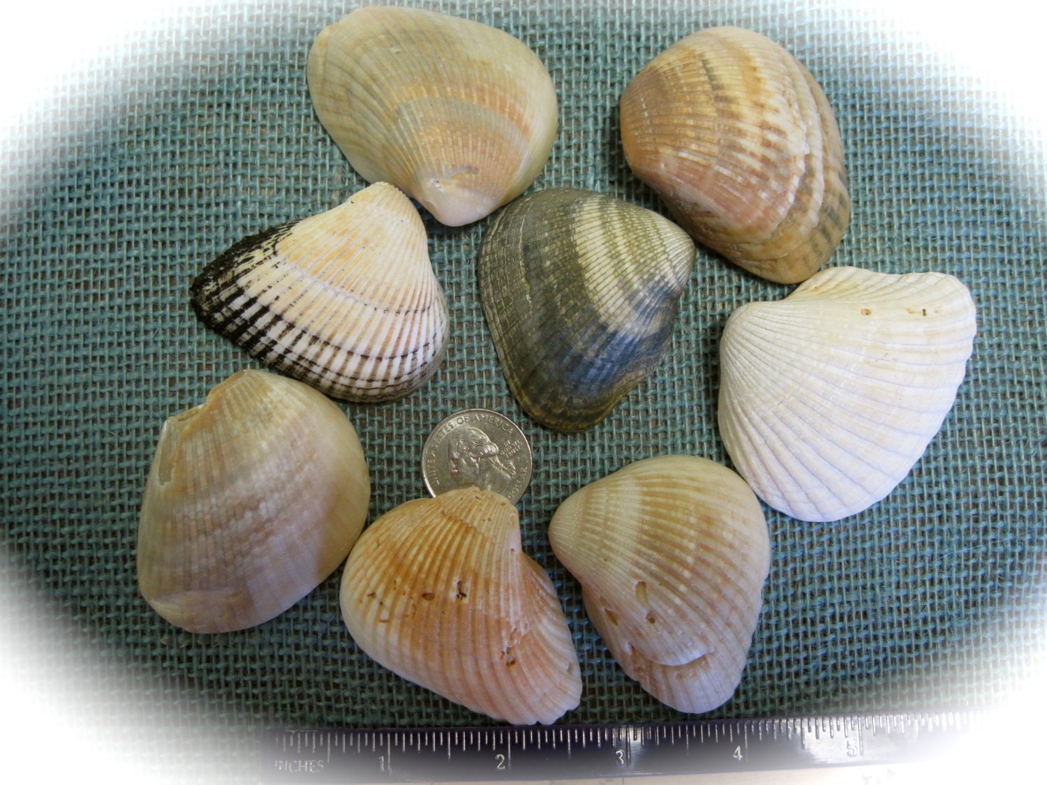 North Carolina Sea Shells Hand Gathered By Jenaltreasures