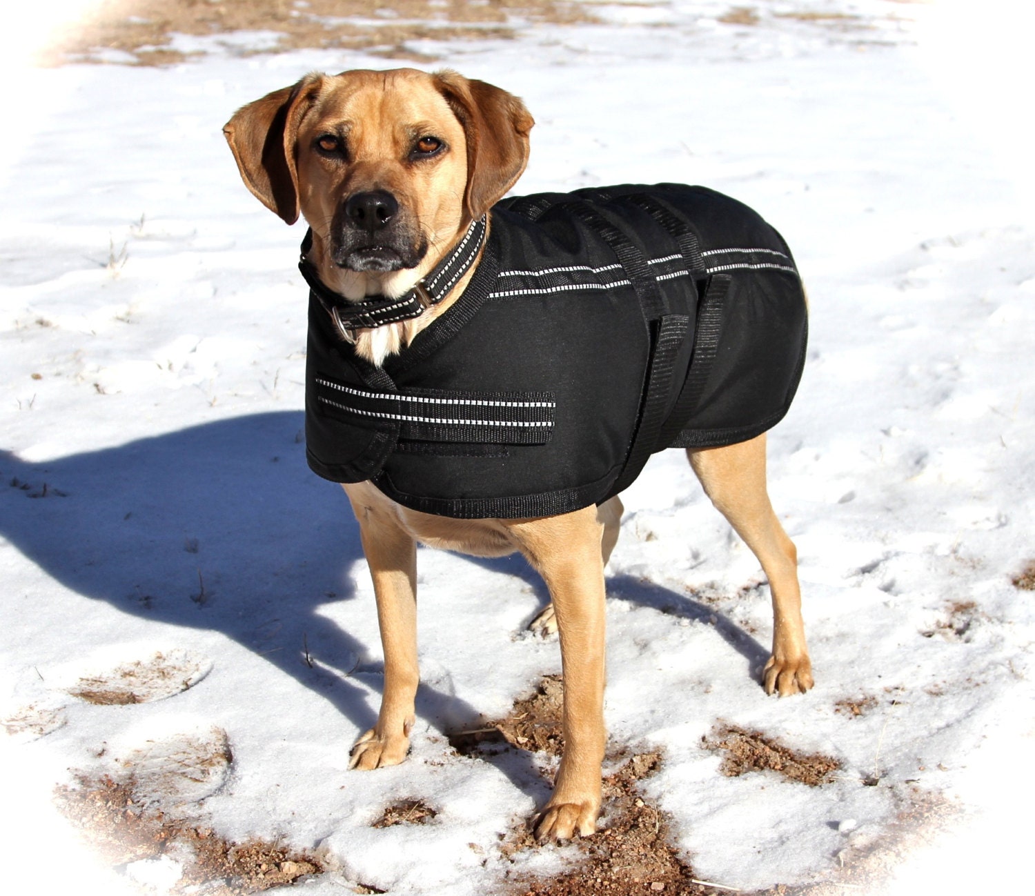 warmest winter dog coats