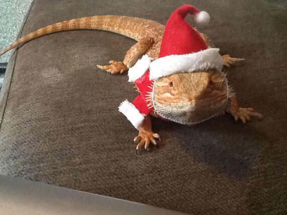 bearded dragon christmas outfits