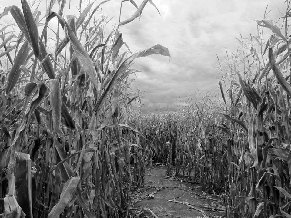 Beckon, black and white photograph, 8x10, cornfield, Halloween, spooky, mysterious, corn maze, fine art photo, Salem - LemonCageCollective