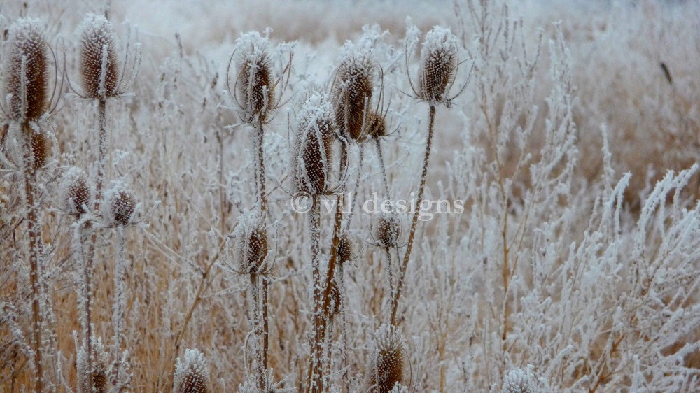 Digital Download Foggy Frosty Field 4 Digital Photography Photo Background Digital Background - SoulFILLedExpression