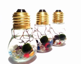 Marimo Mini Lightbulb Terrarium Zen Garden Gift Set