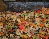 Digital Download The Old Ampitheater, Fall leaves, Autumn leaves, Autumn, Thanksgiving - thesetinytreasures
