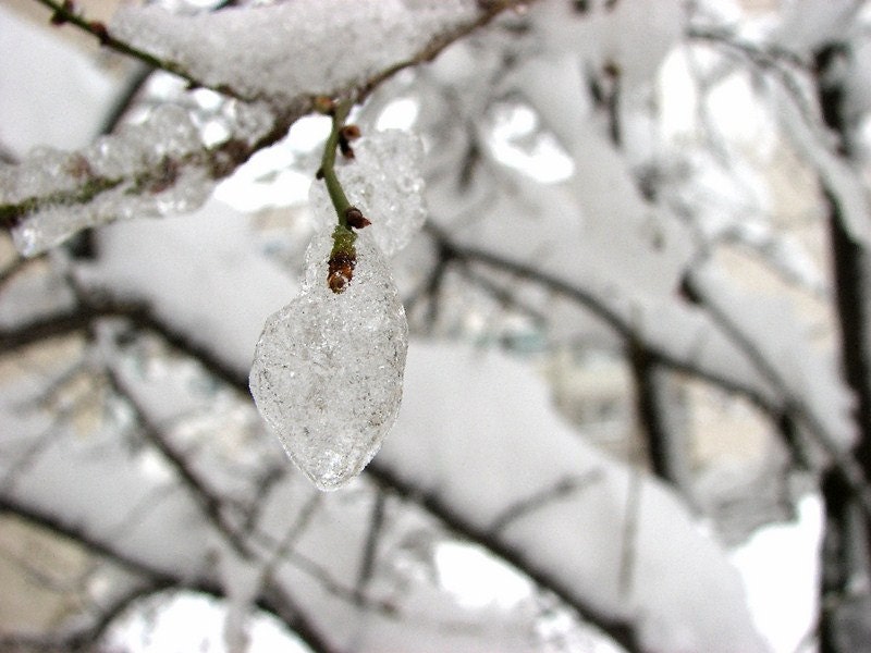 Ice Drop, Snow Branches Photography, Winter Ice Photo, Ice Branches , White Snow Photography,  Fine Art Photography - FatePhoto