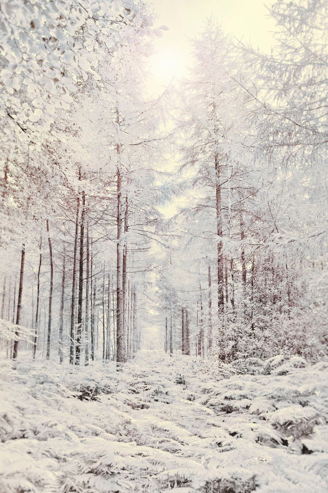 Nature Photography, Forest, Snow, Winter Sun, Fairytale, Frosty, Trees. - Fizzstudio