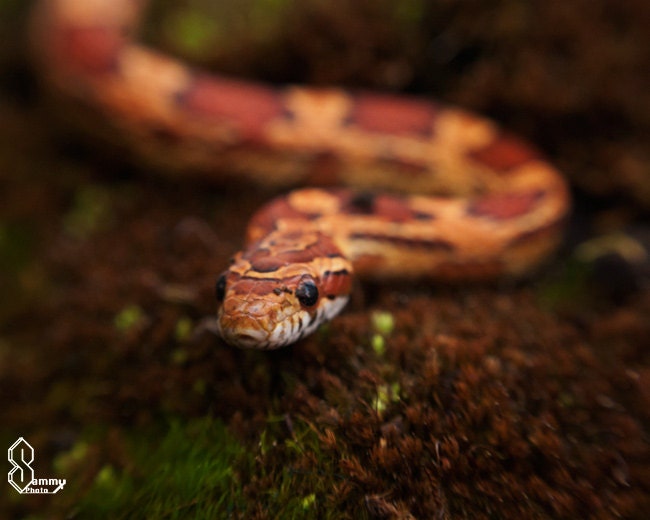 Red Corn snake, Fine Art Photography, Red, Home Decor, Canvas photo, Wildlife, Snake, For him, Macro photography, Reptile Art,Office decor - SammyPhoto