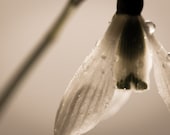 Snowdrop in the Rain - a digital print of a snowdrop from the Tamar Valley - UK - TamarValleyPhotos