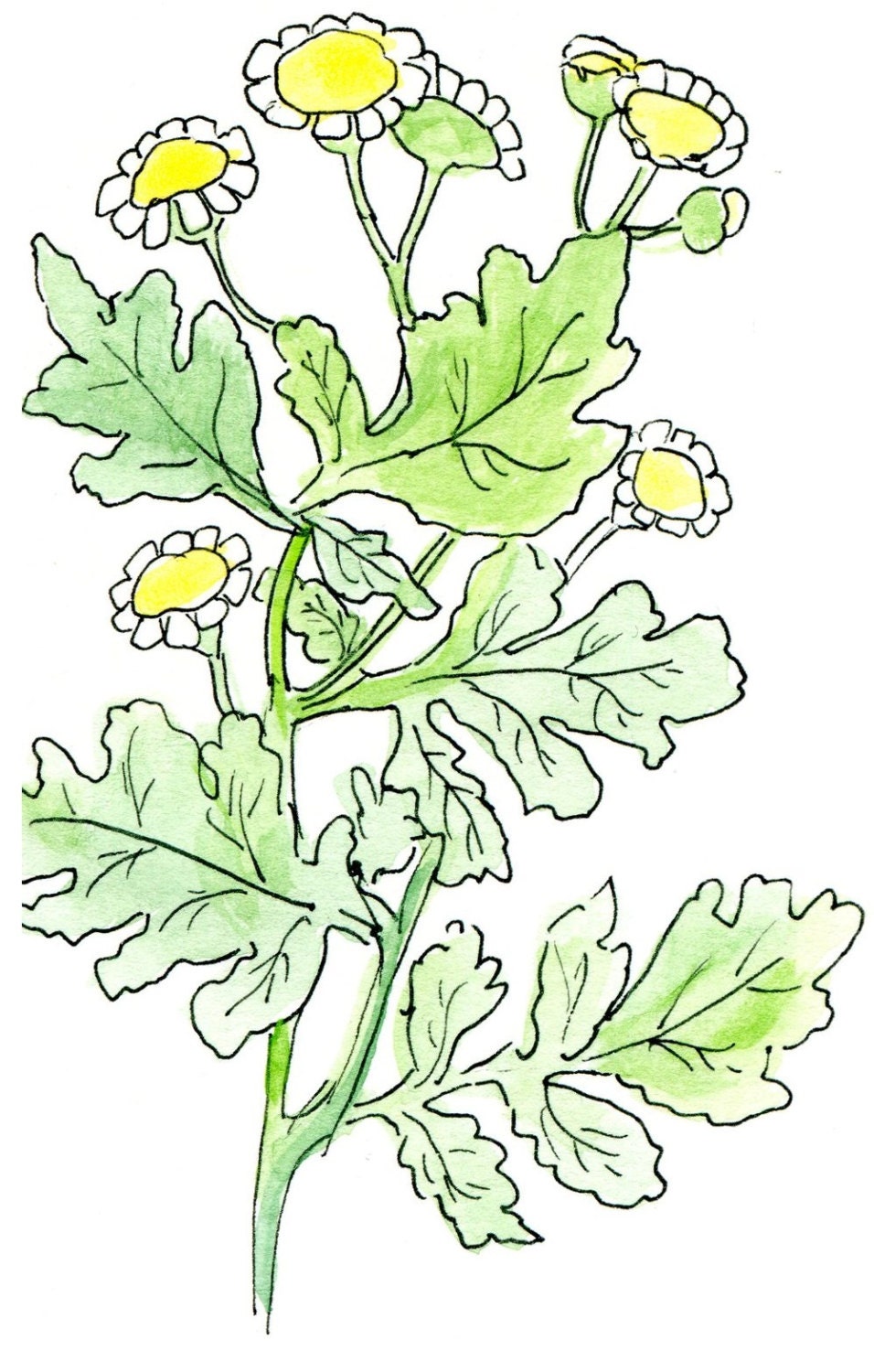 Feverfew ~ Heirloom Organic Seeds ~ The Dirty Hoe Garden Shed