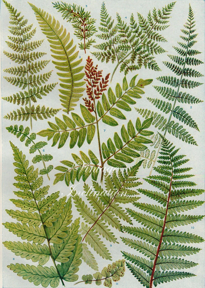 Antique Print 1920 Ferns Chart Botanical By Vintageinclination