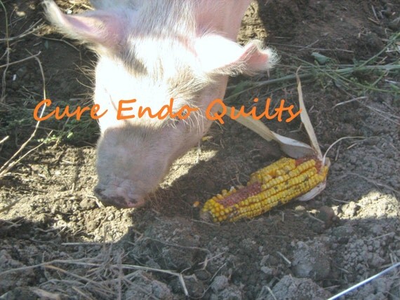 Items similar to Pink PIG EATING CORN On Cob Off Ground At Farm In