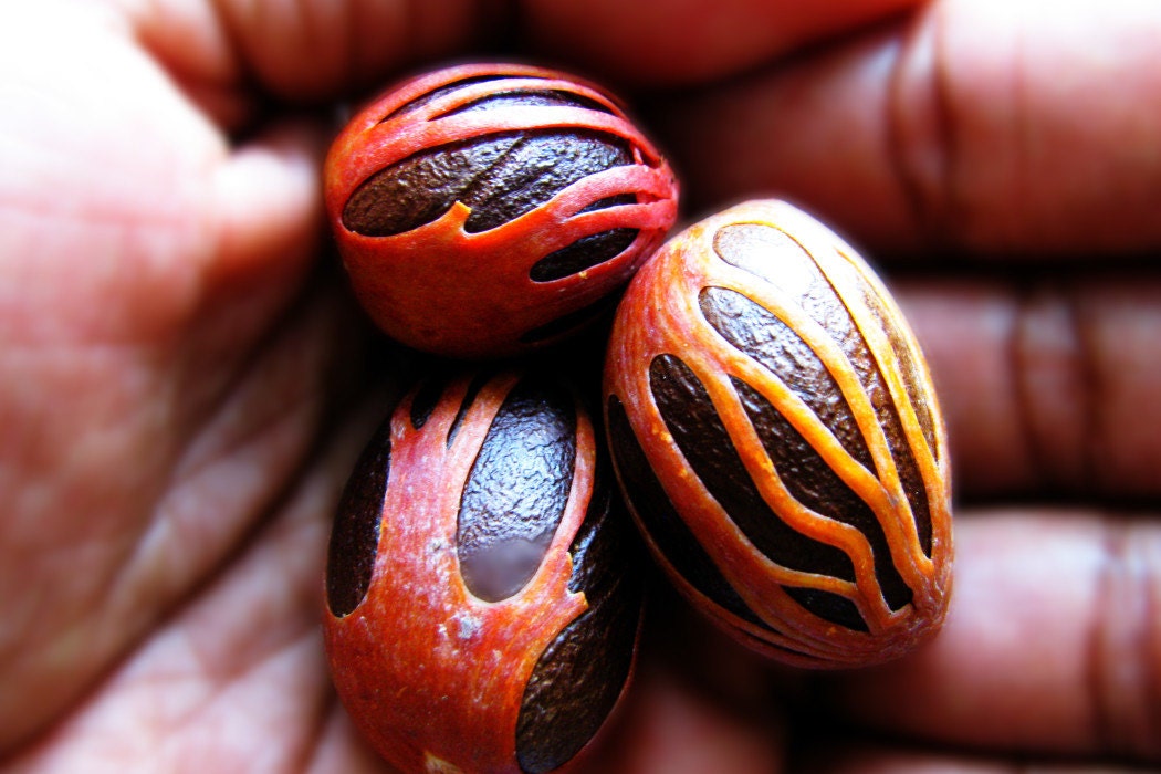 Whole Organic Jamaican Nutmeg with Mace by 2Tre on Etsy