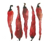 Red hot chili peppers art print of original watercolor painting in hot red botanical limited edition, kitchen decor kitchen art