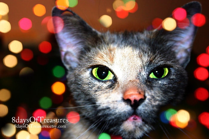 Cat, Christmas,  Winter, Red, Green,  Black, Cat lover,  Bokeh, Dark, Green Eyes,  Kitten - 8daysOfTreasures
