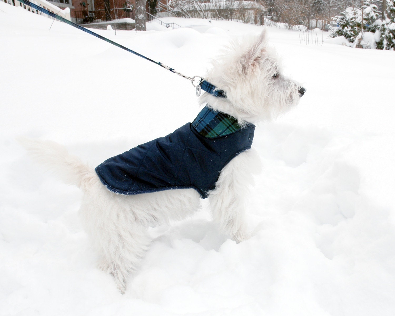 Popular items for campbell tartan on Etsy