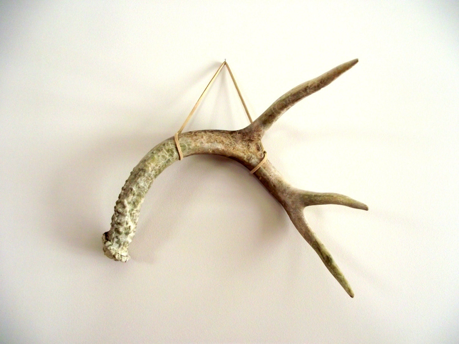 Deer Antler / OOAK Wall Hanging / Naturally Shed / by gazaboo