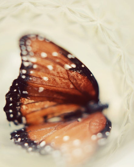 Butterfly photography- orange, cream, manson jar, butterfly print, ethereal art, white, feminine, romantic, 8x10 print, fine art print - dullbluelight