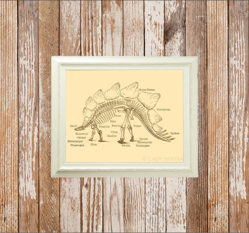 dinosaur fossil print